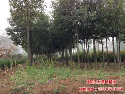 大葉女貞-洛陽(yáng)大葉女貞種植基地