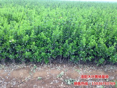 50-90公分高大葉黃楊