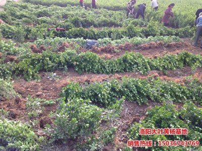 大葉黃楊工程苗起苗裝車(chē)