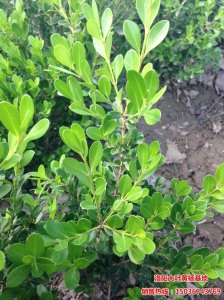 秋季-小葉黃楊栽移的最佳季節(jié)